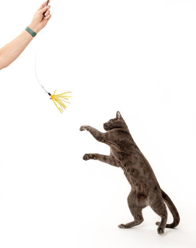 Grey cat playing with feather wand toy - best cat toys