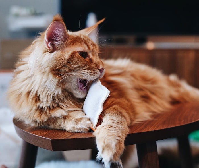 Long-haired orange cat with hemp catnip toy - best cat toys