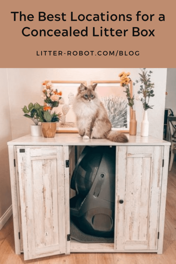 Long-haired Ragdoll cat sitting on top of Litter-Robot credenza - best locations for a concealed litter box