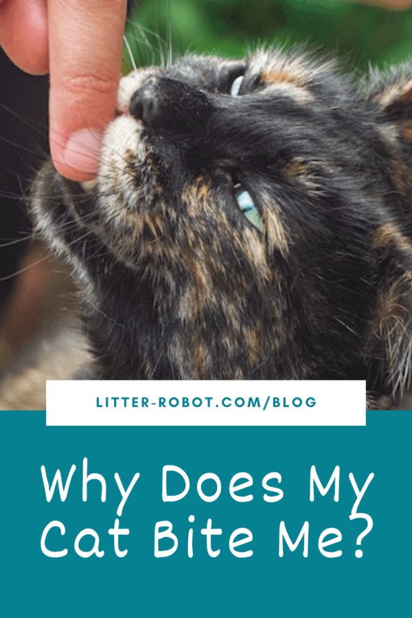 tortie cat biting a person's finger - why does my cat bite me?