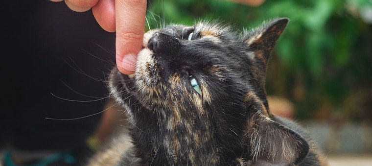 tortie cat biting human finger