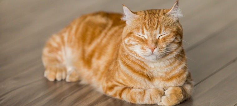 orange tabby cat sleeping