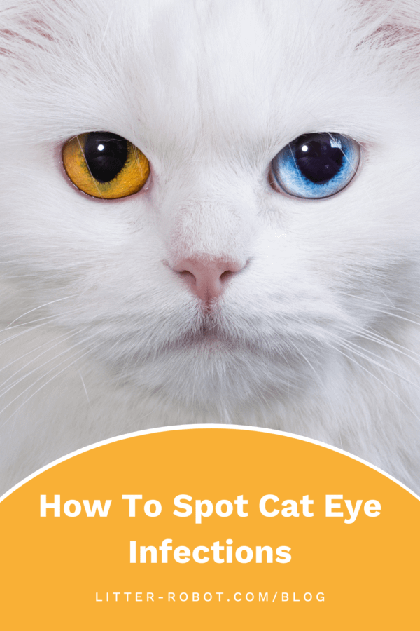 white cat with different-colored eyes - how to spot cat eye infections