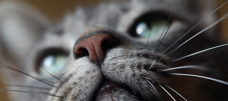 cat nose and whiskers