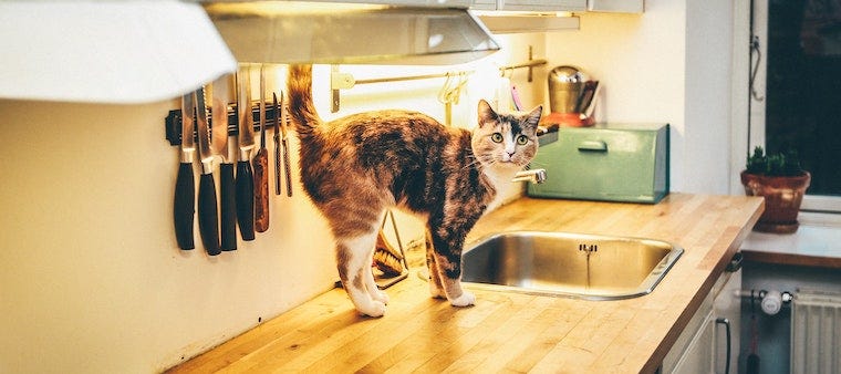 calico cat on kitchen counter before being given Benadryl