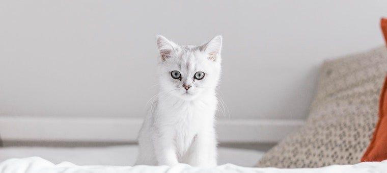 kitten on a bed