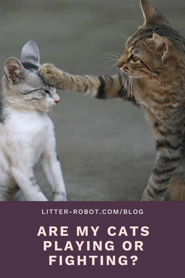 adult tabby cat batting at young tabby cat - are my cats playing or fighting?