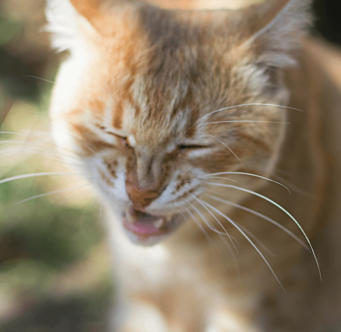 What Can I Give My Cat for Sneezing Litter Robot