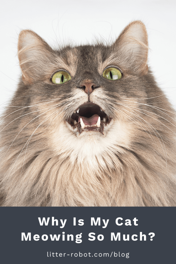 tan domestic longhair cat meowing - why is my cat meowing so much