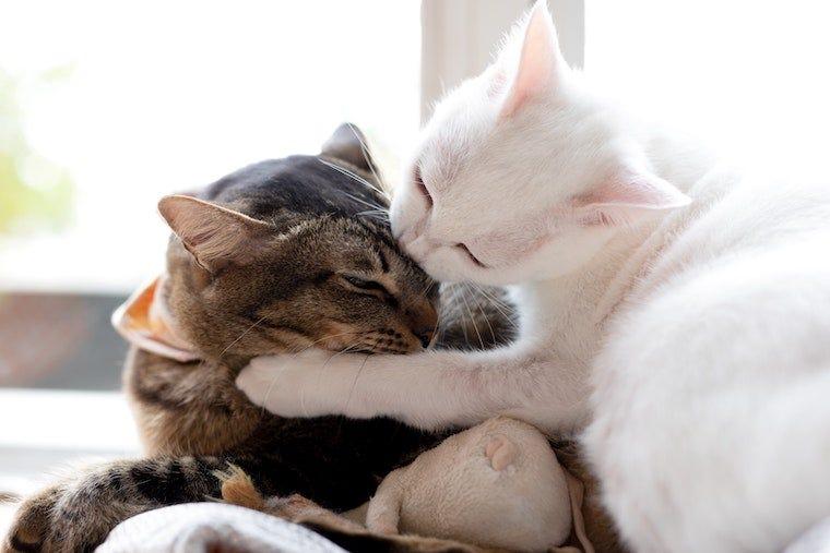 white cat play fighting with brown tabby cat