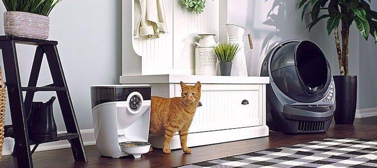 Introducing a New Cat To Your Home
