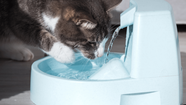 brown and white tabby cat drinking from cat water fountain