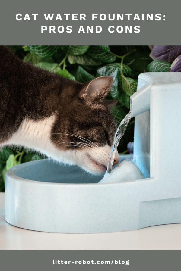brown tabby cat drinking from cat water fountain