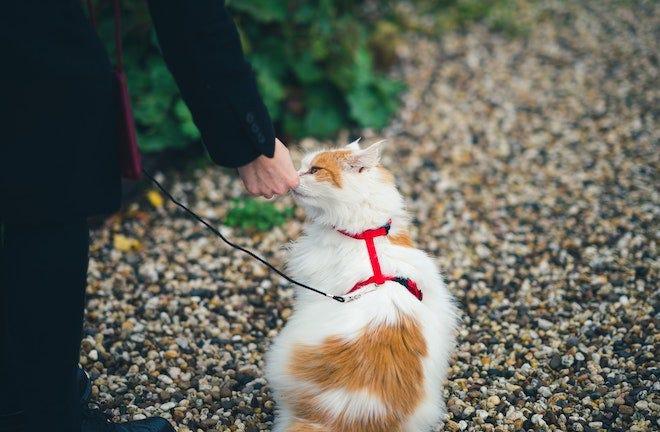 longhaired white and orange cat with leash and harness on walking outside, sniffing human's hand