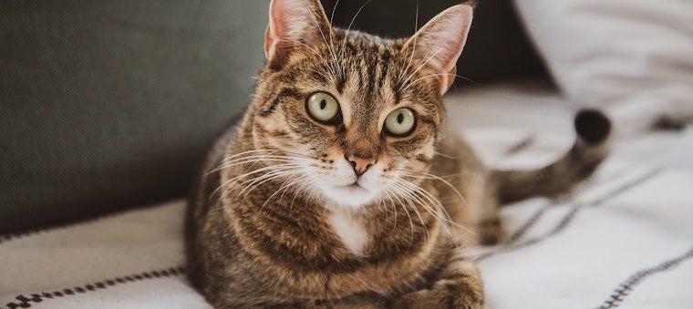 brown tabby cat