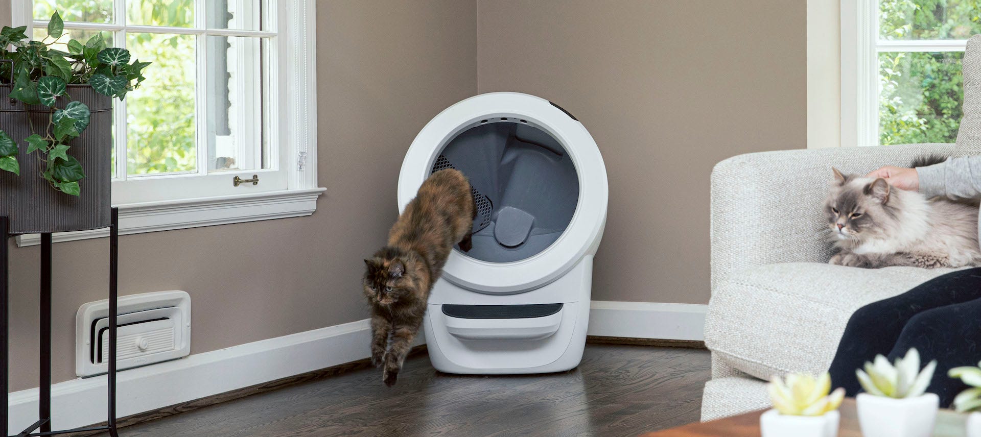 Siberian cat exiting Litter-Robot 4