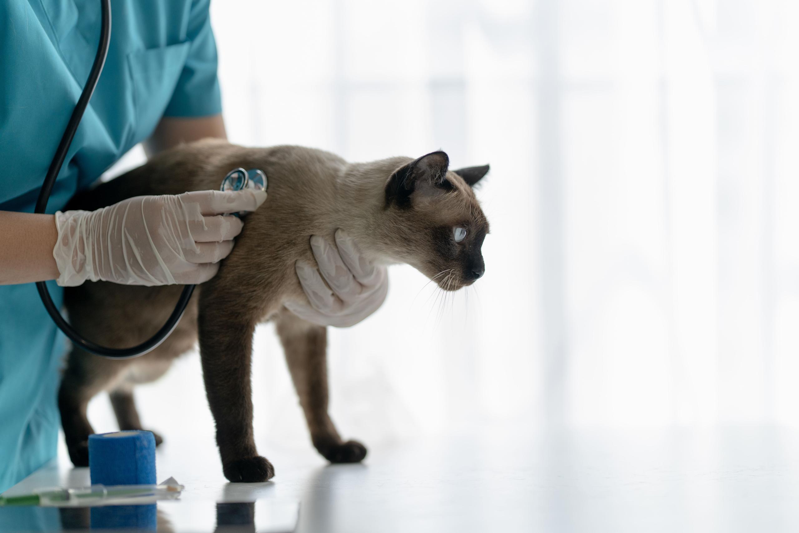 Vet holding a cat while it listens to its lungs