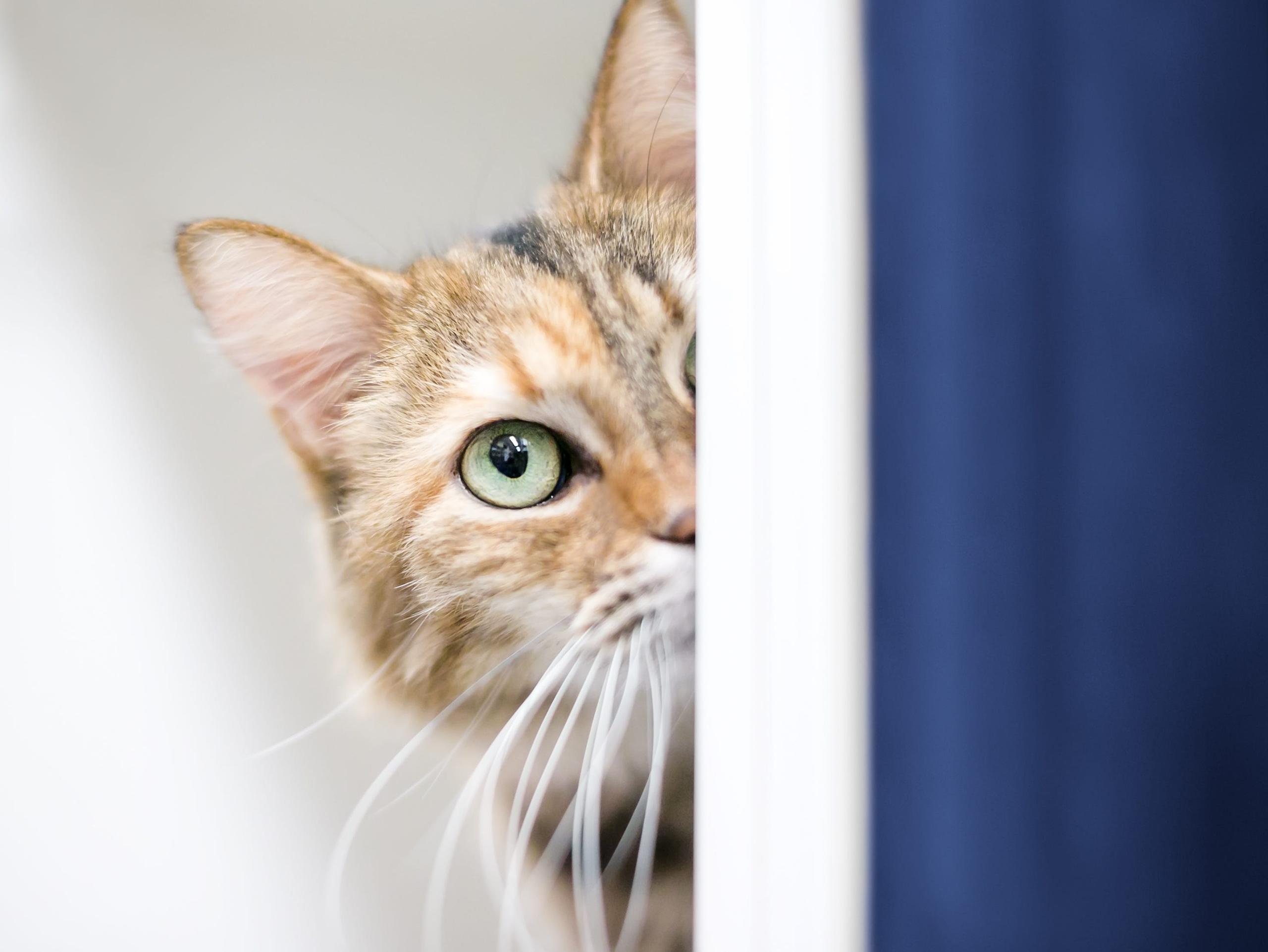 A shy tabby domestic shorthair cat peeking around a wall