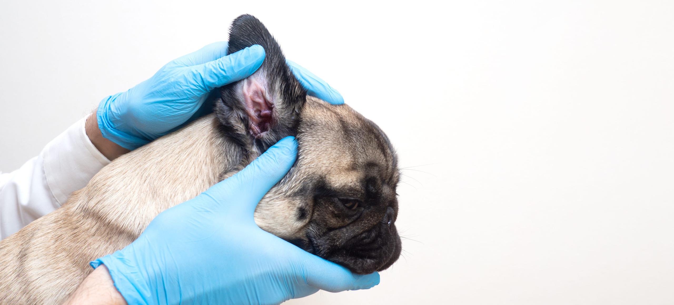 Dog with allergies getting their ears checked by a vet's gloved hands