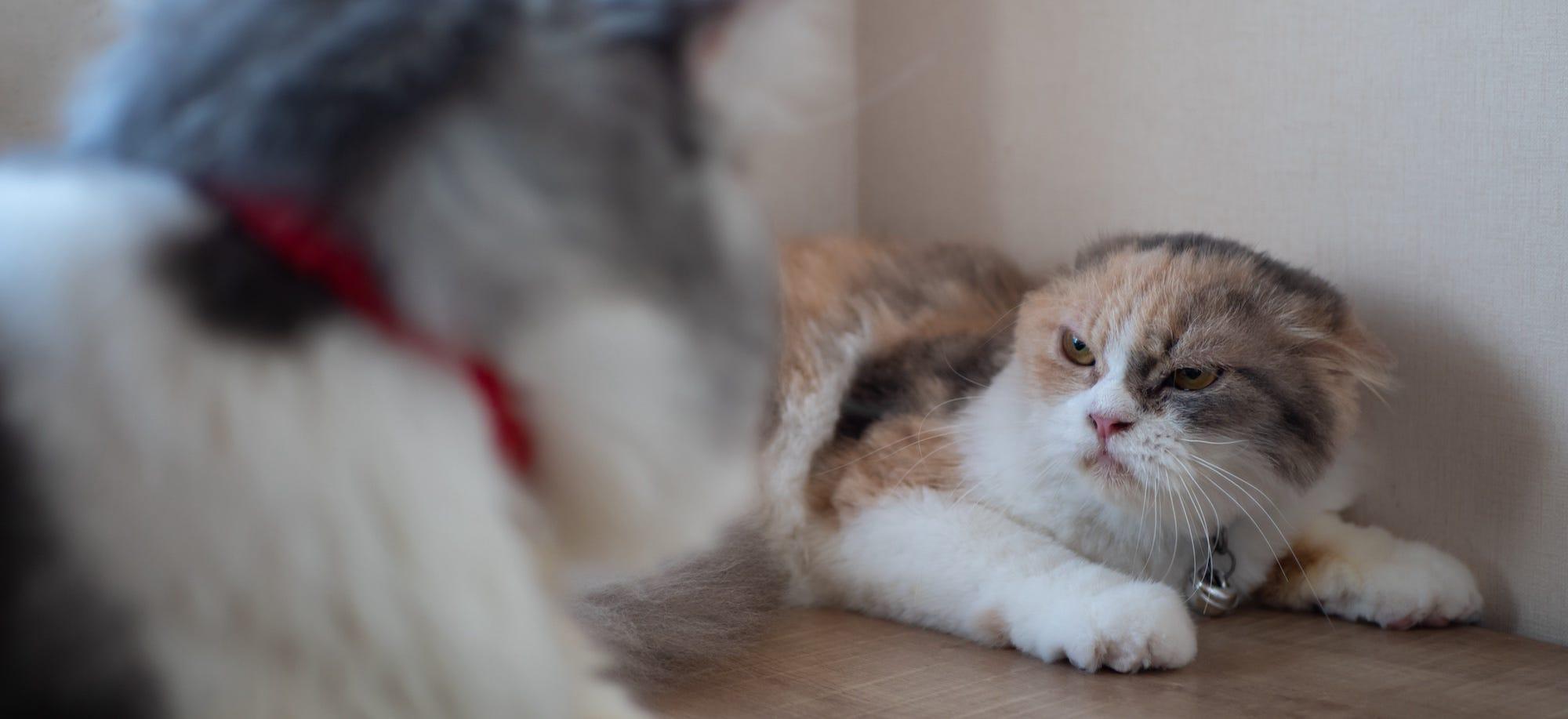 cat suddenly aggressive towards other cat