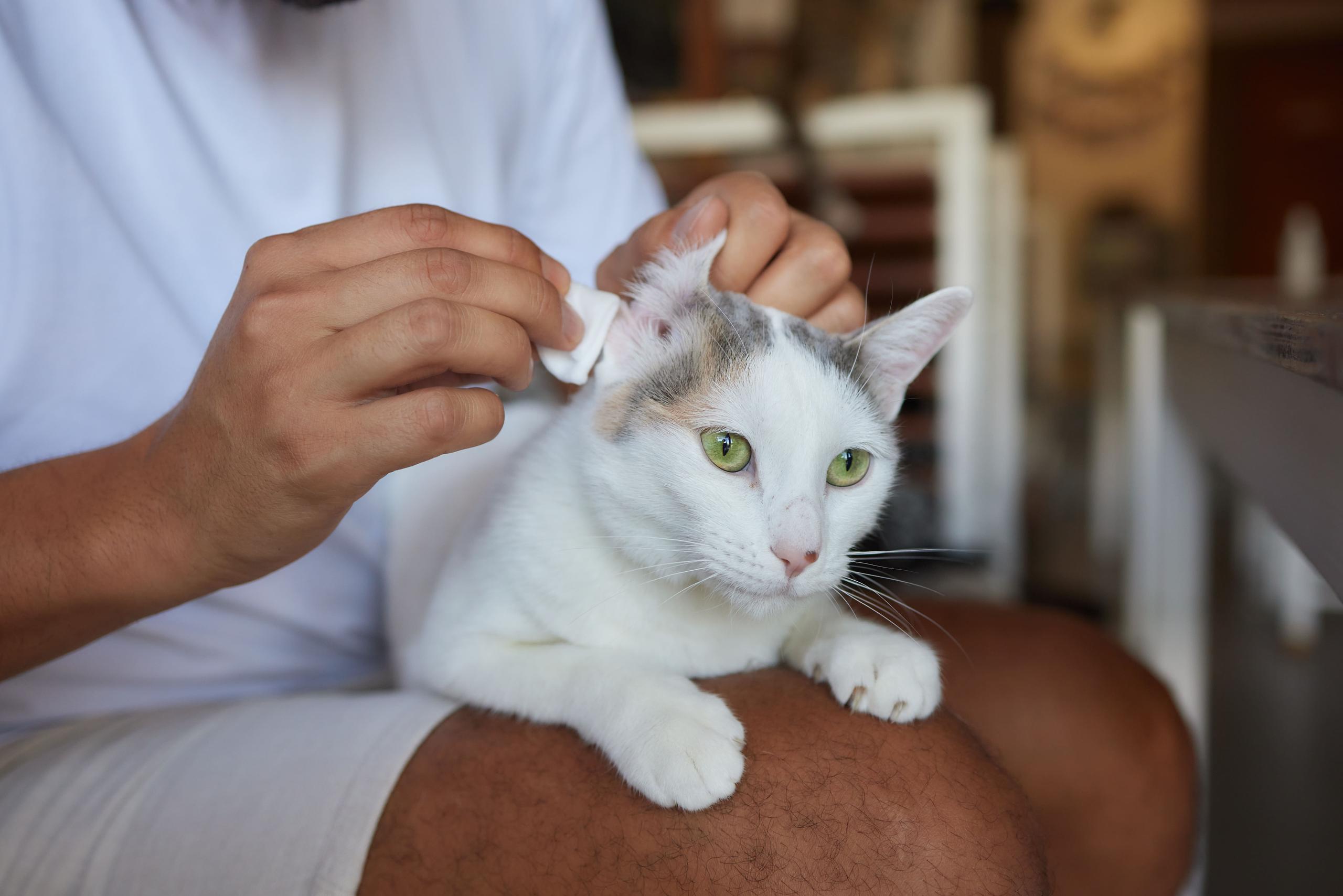 White cat laying on it's owner's lap while the look into the cat's ear