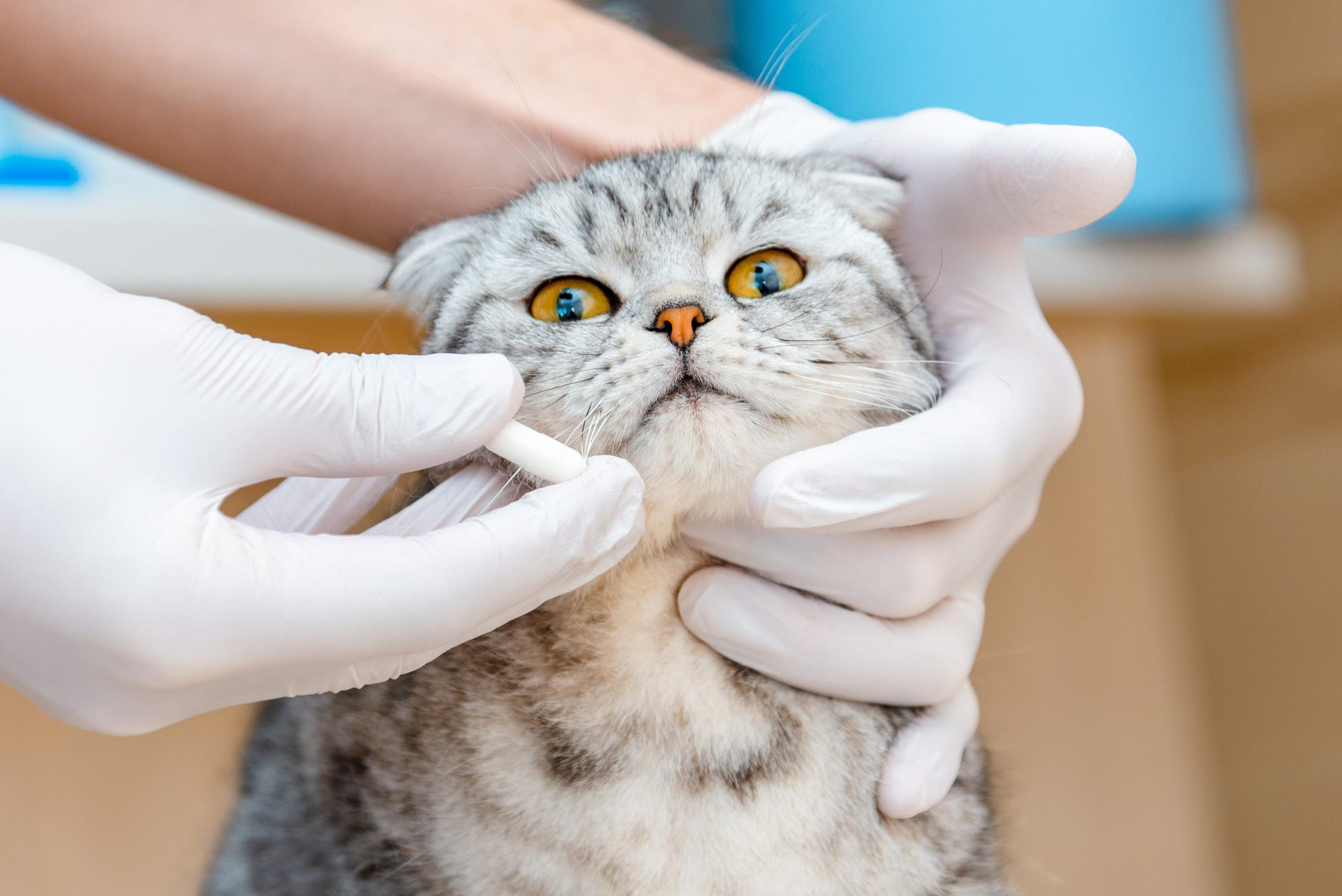 Veterinarian giving grey cat a pill 