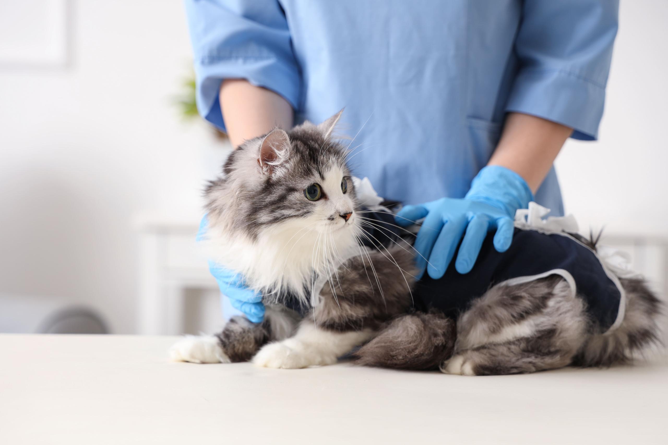 Veterinarian examining cat wearing recovery suit after getting spayed/neutered in vet clinic