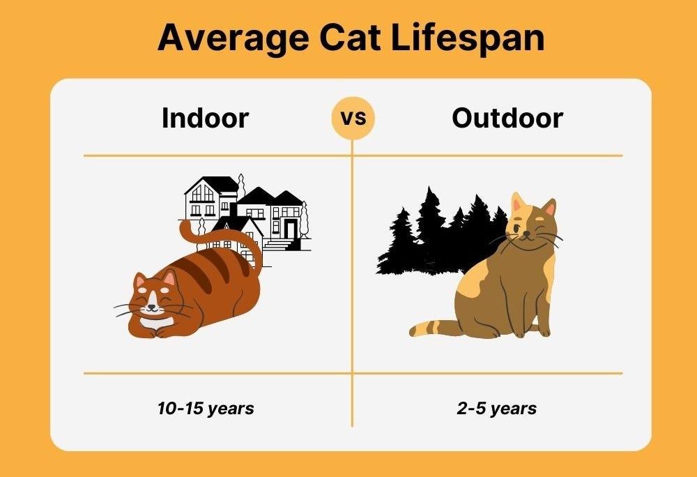 The average age of shops a cat