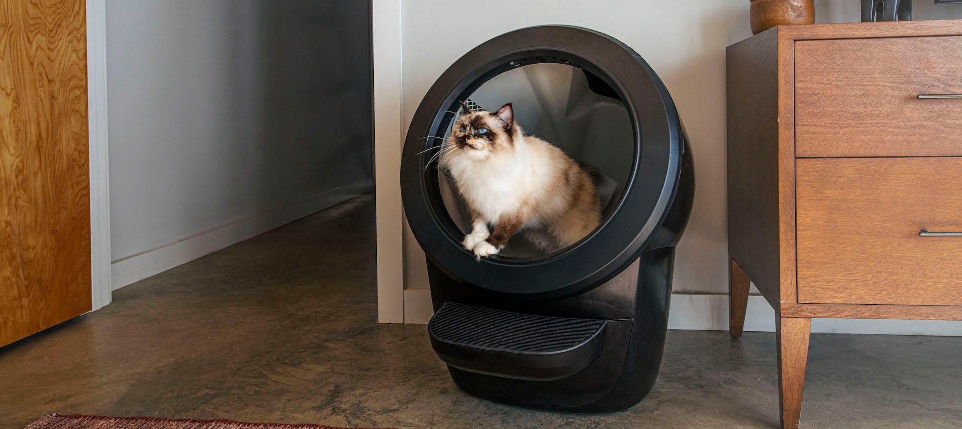 Litter box solutions for small apartments best sale