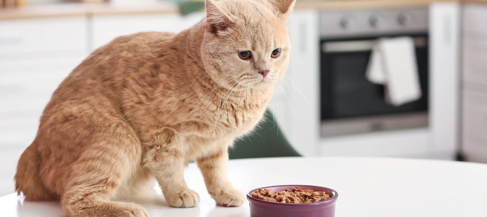 cat not eating wet food
