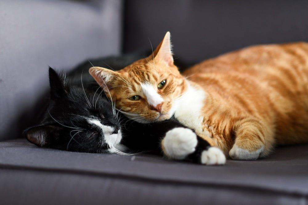 bonded pair cats