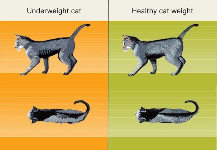 underweight cat vs normal cat weight