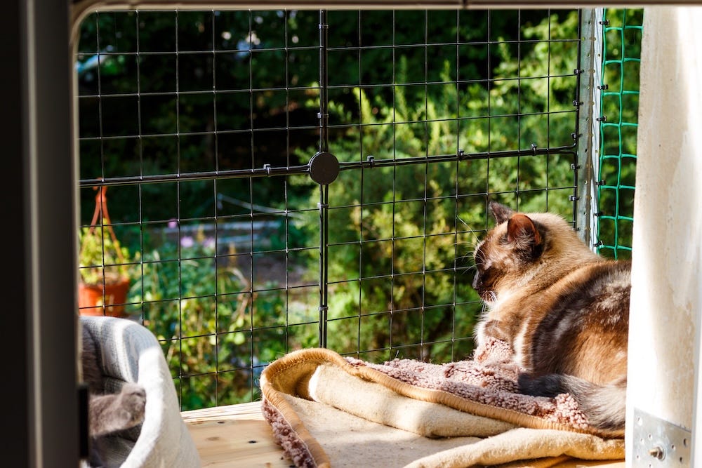 cat out on a catio
