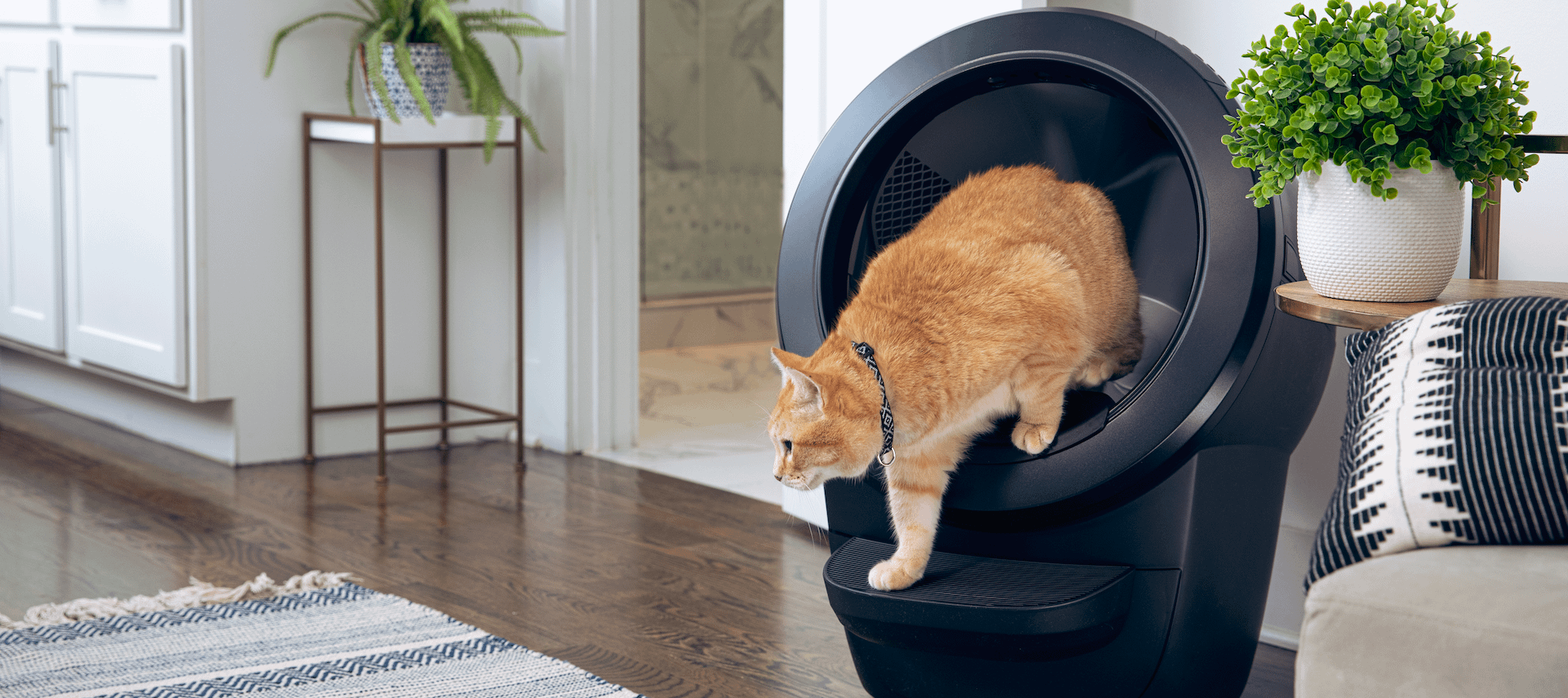 Litter Boxes for Large Cats Solutions For Your Home