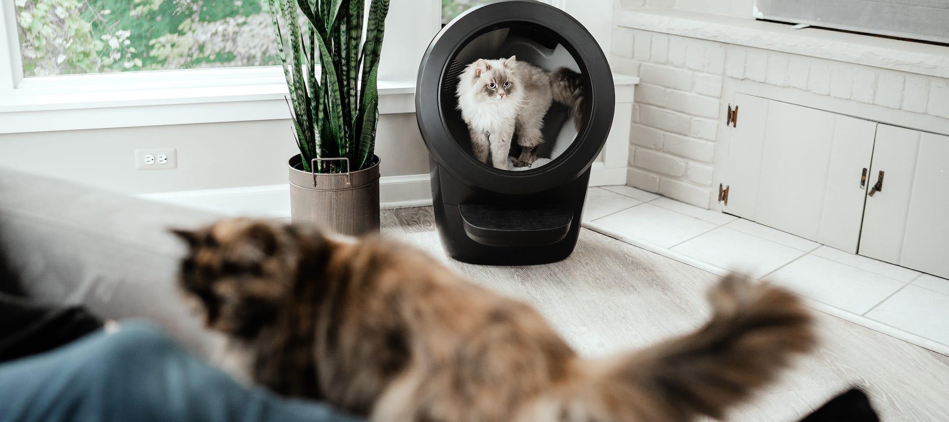 Cat peeing on carpet instead of litter box best sale