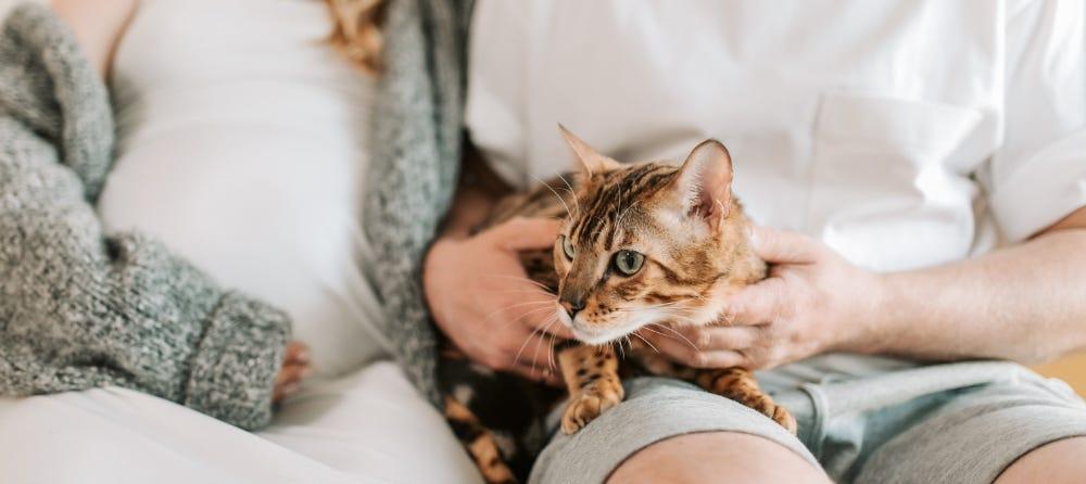 are indoor cats bad for pregnancy