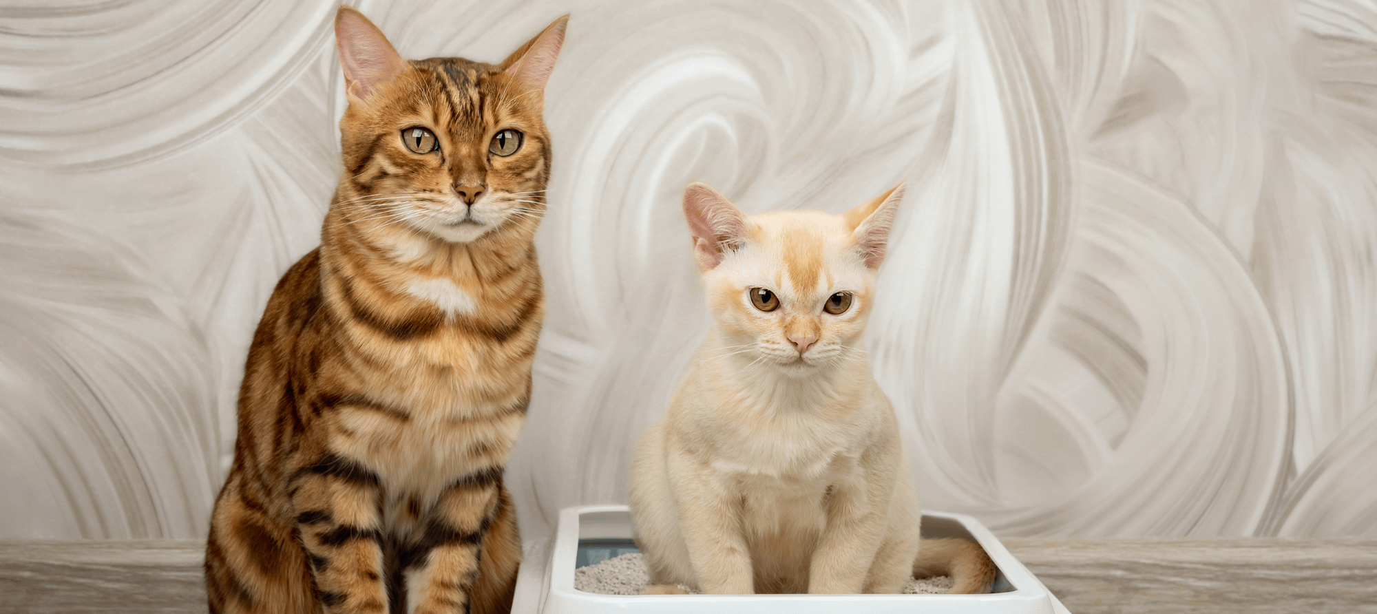 two cats sharing a litter box
