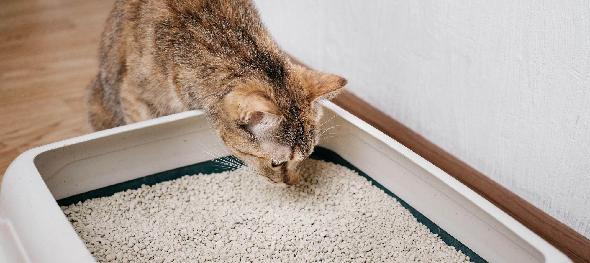 bengal cat lying upside down