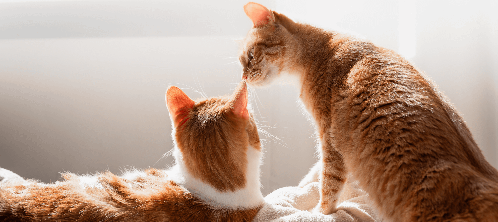 two cats getting along