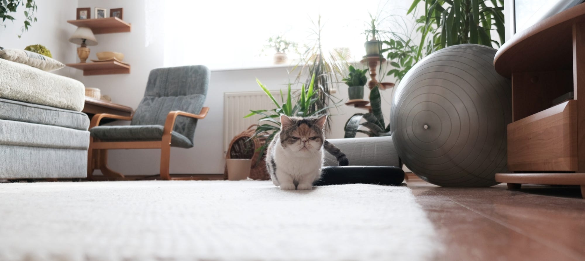 cat in a small apartment