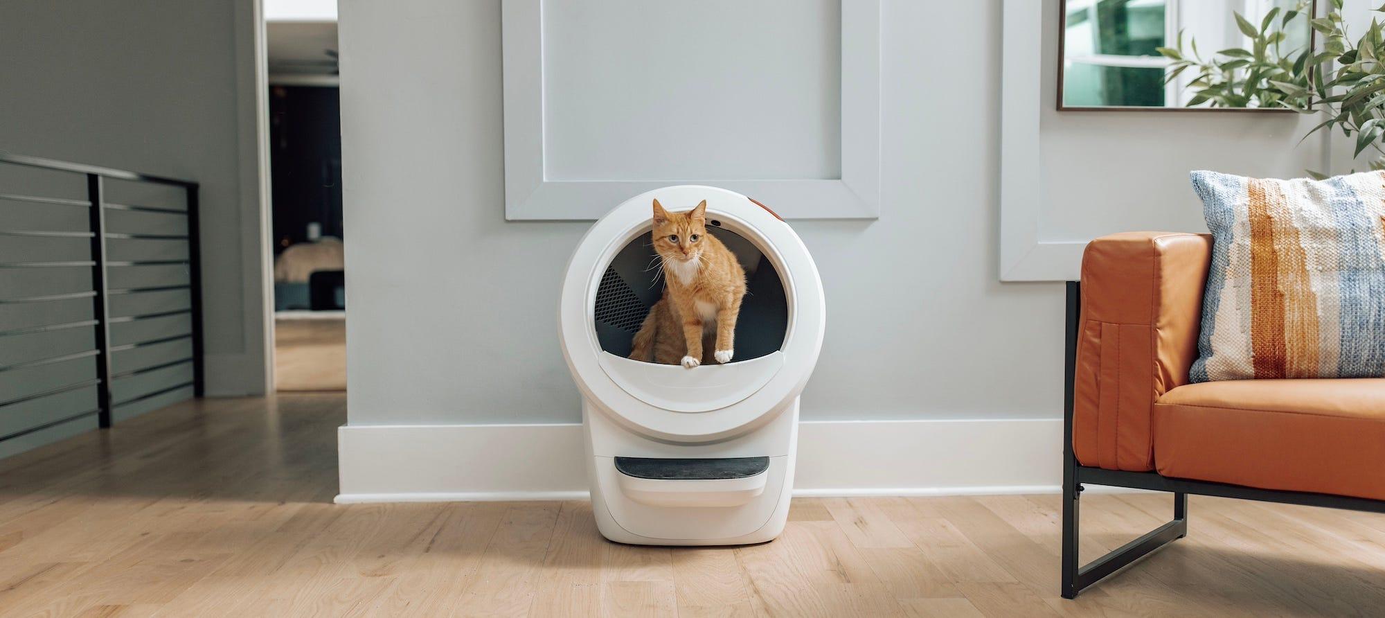 orange tabby cat in white Litter-Robot 4