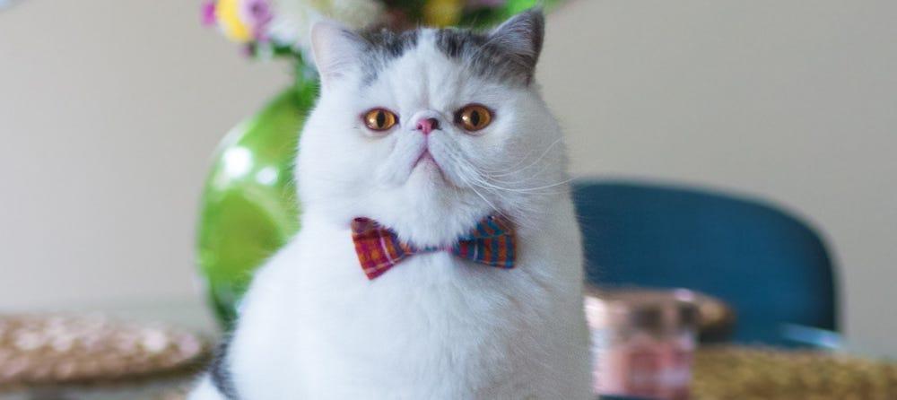 white Exotic Shorthair cat with bow-tie