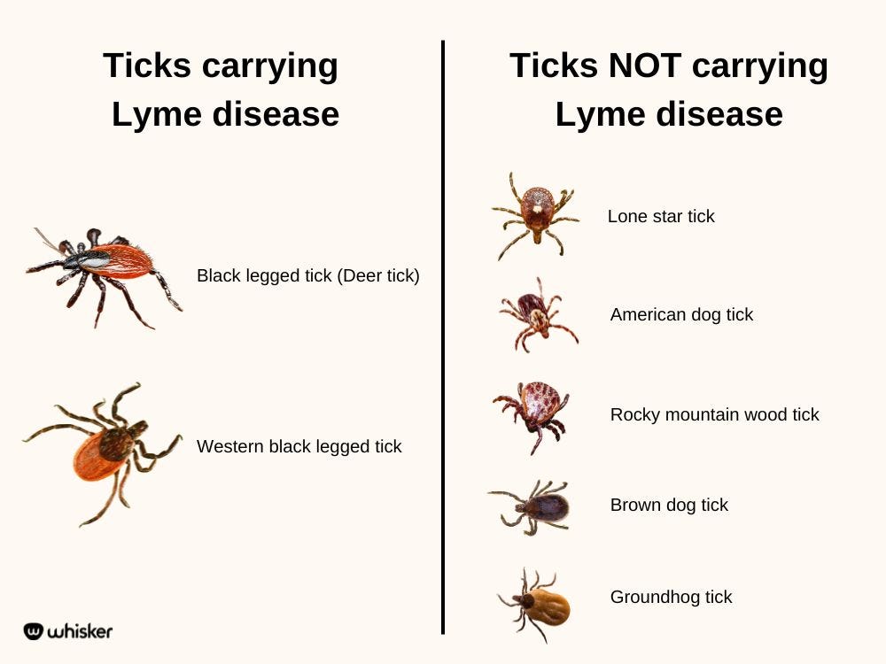 ticks that carry lyme disease vs ticks that don't carry lyme disease