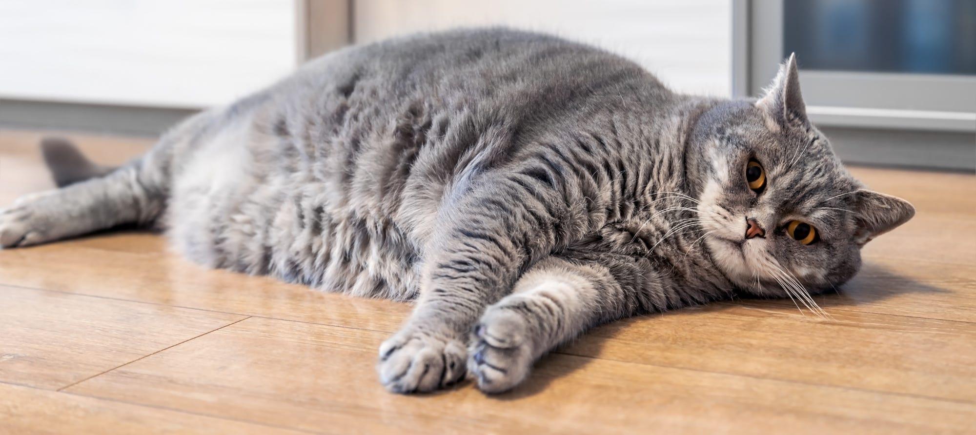 The Big Fat Truth about Cat Obesity and How to Fix It