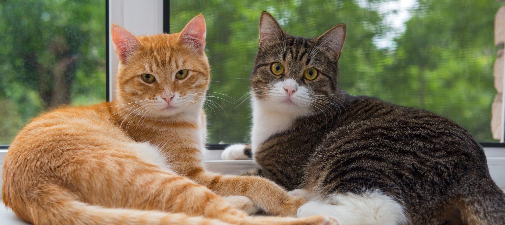 is it better to have 2 cats - two cats sitting near each other by the window