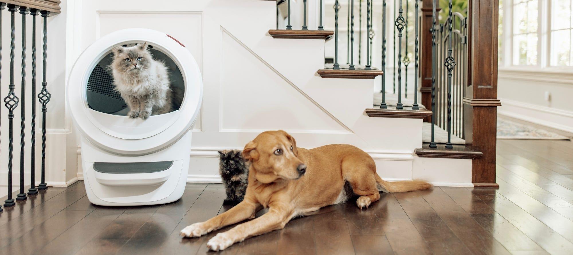 getting your dog used to Litter-Robot