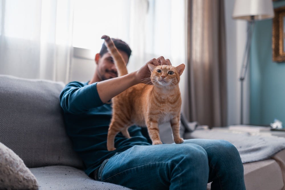 adopting a cat from someone