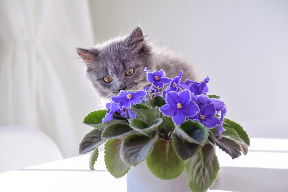 kitten with african violet flowers