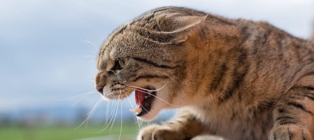 aggressive cat hissing