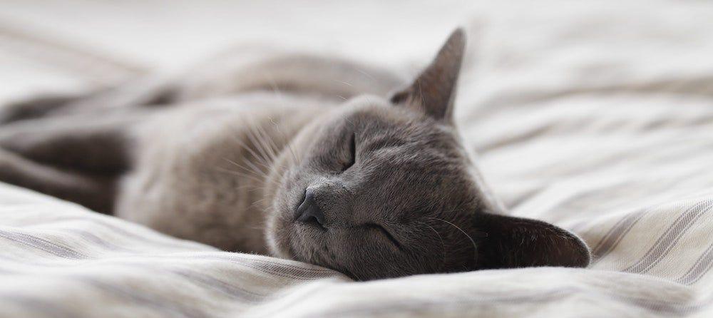 senior cat sleeping on bed